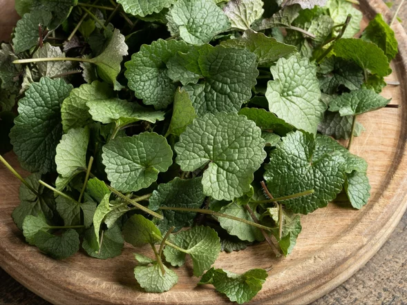 Miniatura: Rośnie wszędzie, a jest bombą wit. C....