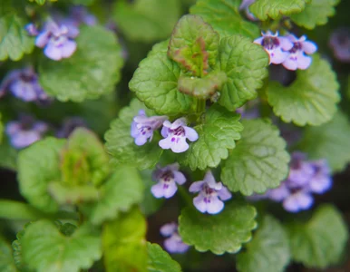 Miniatura: Jeśli nie masz przyprawy na grilla, ten...