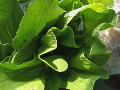 Miniatura: Często ją omijamy, bo wybieramy pekinkę....