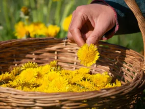 Miniatura: Większość osób go depcze, a ja robię z...