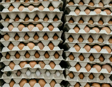 Miniatura: Dobre jajka za ułamek ceny. Tylko teraz,...