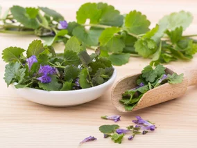 Miniatura: Zamiast majeranku dodaj to dzikie zioło....