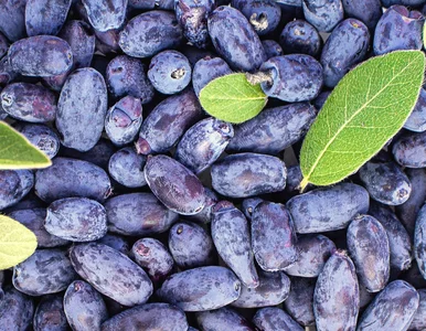 Miniatura: Rano piję 50 ml soku z tego superowocu....