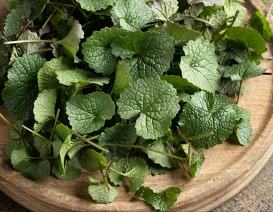 Miniatura: Rośnie wszędzie, a ma więcej witaminy C...