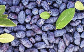 Miniatura: Piję 50 ml tego soku. Wspiera serce, młody...