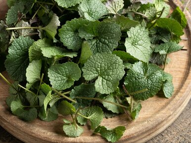 Miniatura: Rośnie wszędzie, a ma więcej witaminy C...