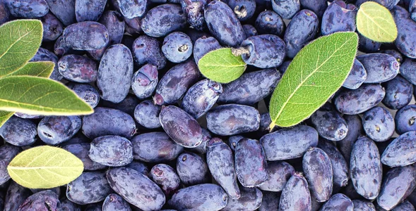 Miniatura: Rano piję 50 ml soku z tego superowocu....