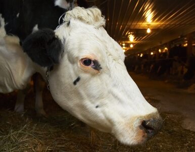 Austria: awantura o mleko... po turecku