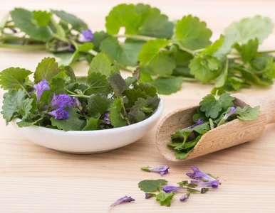 Miniatura: Zamiast majeranku dodaj to dzikie zioło....