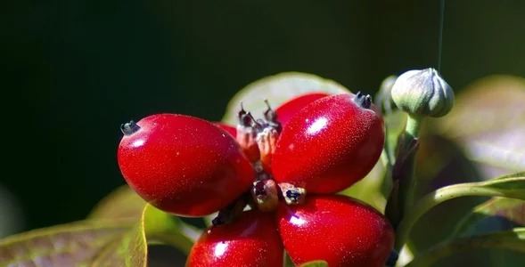 Miniatura: Polacy nie doceniają tych słodkich owoców....