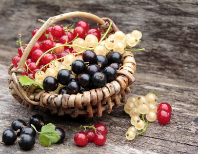 Dlaczego warto jeść agrest i porzeczkę? Cudowne właściwości letnich owoców