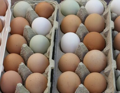 Miniatura: Jak rozpoznać, czy jajka są świeże? Nie...