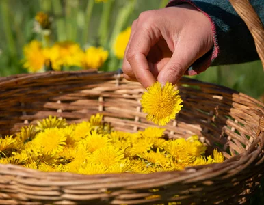 Miniatura: Większość osób go depcze, a ja robię z...