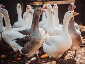 Miniatura: Polska gęsina to rarytas, który Niemcy...