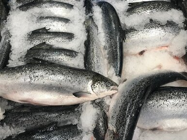 Miniatura: Polacy chętnie sięgają po tę rybę zamiast...