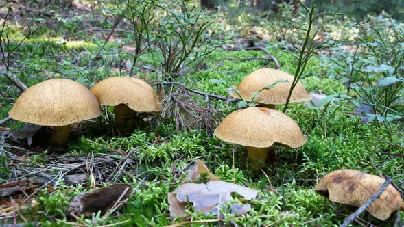 Miniatura: Tego maślaka nie trzeba obierać ze skórki....