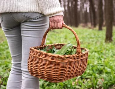 Miniatura: Pomylili czosnek niedźwiedzi z inną...