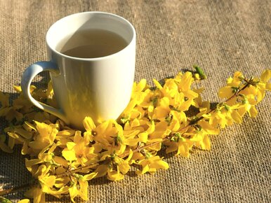 Miniatura: Żółte kwiaty zbieram właśnie teraz i robię...