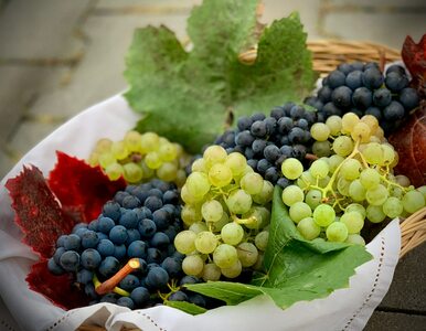 Miniatura: Winogronowa kuracja na odchudzanie i...
