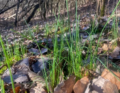 Miniatura: Dziki szczypiorek już pojawił się w...