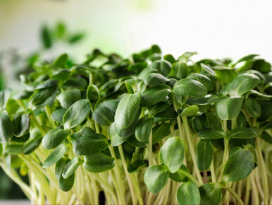 Miniatura: Rzeżuchy nie sieję już na wacie. Nie...