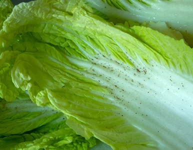 Miniatura: Wyglądają jak pleśń, ale czy szkodzą?...