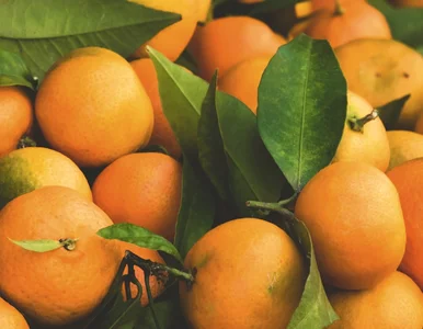 Miniatura: Zimą zawsze sprawdzam skórkę mandarynek....