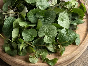 Miniatura: Rośnie wszędzie, a jest bombą wit. C....