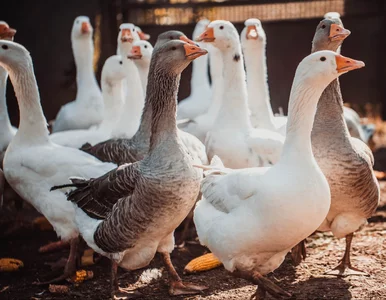 Miniatura: Kiedyś pędzono je przez smołę i piasek....
