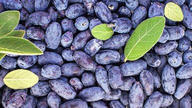 Miniatura: Rano piję 50 ml soku z tego superowocu....