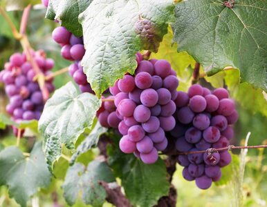 Sok z winogron pomoże w walce z grypą żołądkową? Badania nie kłamią