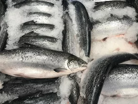 Miniatura: Polacy chętnie sięgają po tę rybę zamiast...