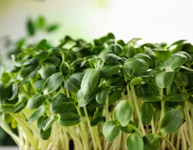 Miniatura: Rzeżuchy nie sieję już na wacie. Nie...