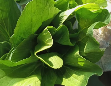 Miniatura: Często ją omijamy, bo wybieramy pekinkę....