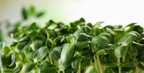 Miniatura: Rzeżuchy nie sieję już na wacie. Nie...