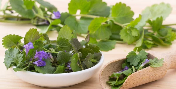 Miniatura: Zamiast majeranku dodaj to dzikie zioło....