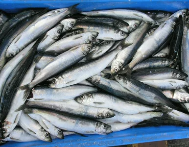 Miniatura: Zwykle kupujemy ją w innej postaci, a ta...