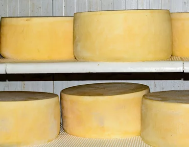 Miniatura: Wybrano najlepszy ser świata. W Polsce...