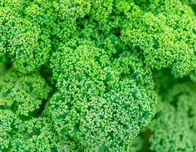 Miniatura: Podnosi odporność, wzmacnia serce i kości....